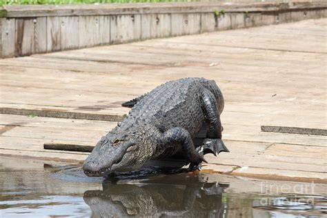 Gator Coming In Photograph By Paulette Thomas Fine Art America