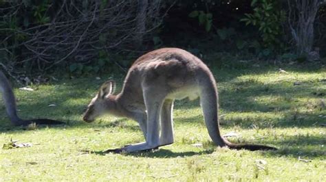 How Kangaroos Move And Why They Hop An Illustrated Guide Lucky Kangaroos
