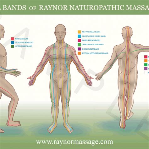 Foot Reflexology Raynor Massage Poster Aud Raynor College Of Massage And Natural Therapies