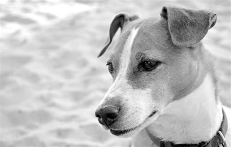 Greyscale Photo Of Short Coated Dog Free Image Peakpx