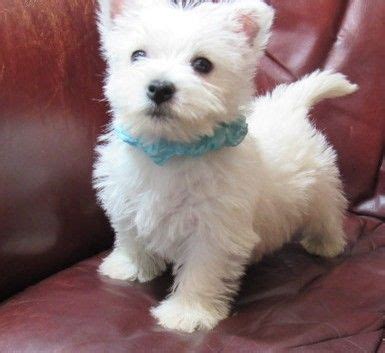 Teddy bear poms for sale in houston texas. West Highland White Terrier Puppies For Sale | Houston, TX ...