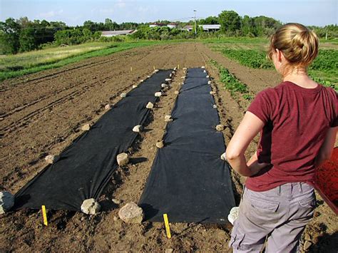 Why Landscaping Fabric Is Bad For Your Garden | udawimowul