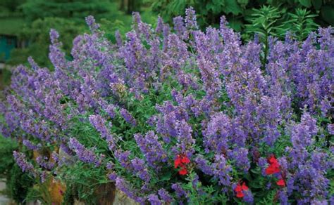 To blanket an area small or large, these are the perennials to pick. Flowering Ground Covers - FineGardening