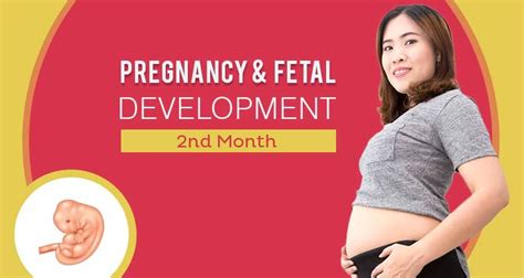 Second Month Of Pregnancy Care Diet Symptoms And Foetus Changes