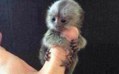 How Much Does A Baby Finger Monkey Cost Corazon Boland