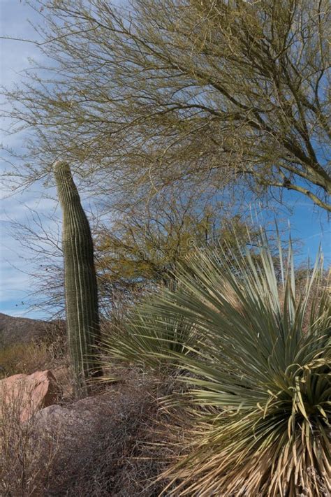 Desert Plants A Plenty In Southeastern Arizona Stock Photo Image Of
