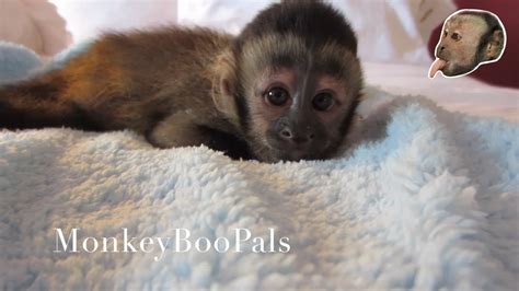 Black Capped Capuchin Monkey Baby Peepsburgh