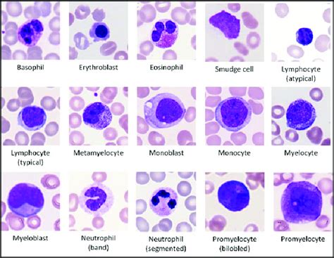 Samples Of The Fifteen Different Types Of Wbc Presented In The Primary