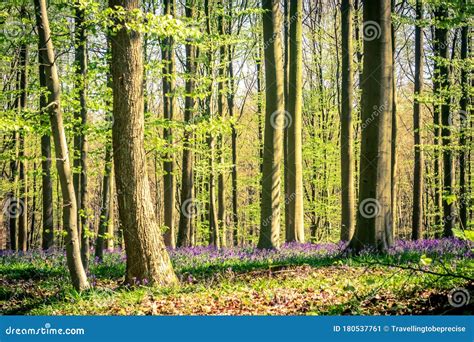 Sunrise And A Bluebells Carpet In The Blue Forest Hallerbos National