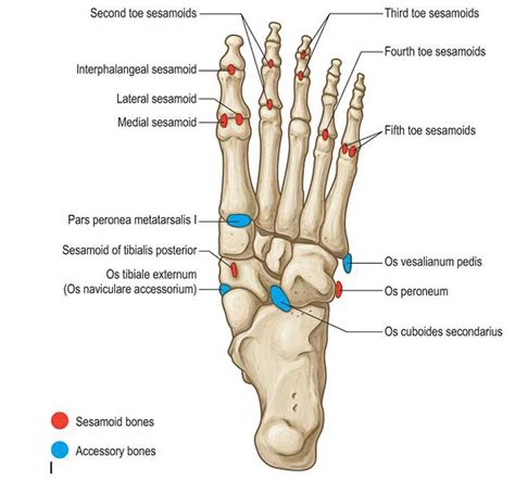 Sesamoid Bone The Foot And Ankle Online Journal