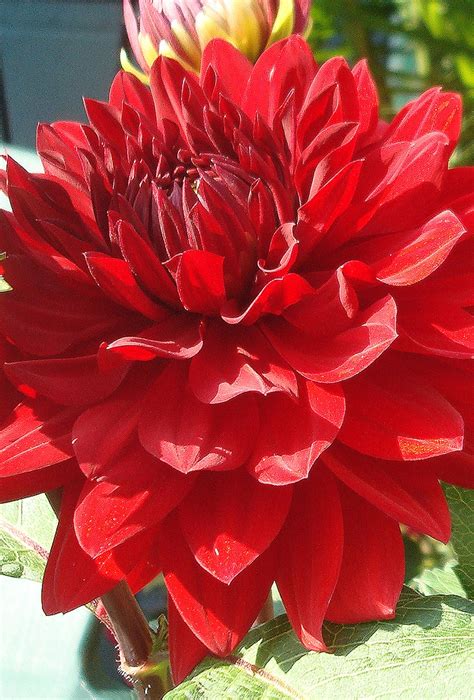 Shaw's is located at 585 taunton ave where you shop in store or order groceries for delivery or pickup online or through our grocery app. Red Flower - Providence RI | Red flowers, Flowers, Beautiful