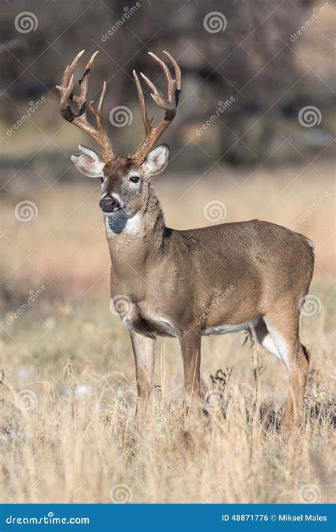 Big Whitetail Buck With Massive Grow Tines Stock Photo Image Of
