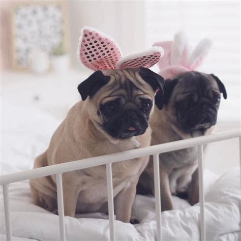 Easter Bunnies 🐰 Cute Pug Pictures Happy Pictures Happy Pics Cute