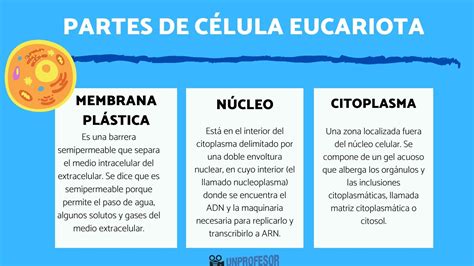 マーガレットミッチェル インデックス 湿度 Nucleo Citoplasma Y Membrana Plasmatica Son Las