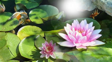 Water Lily Wallpapers Wallpaper Cave