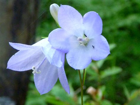 Two Flowerheads Pictures Of Campanula Rotundifolia Campanulaceae