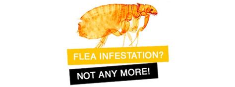 Pest Management And Control Flea Treatment