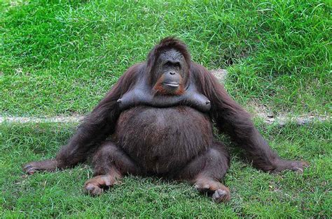 10 Facts About Orangutans