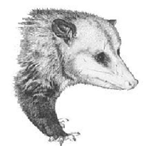 How to draw a possum. Raccoons, Opossums, & Skunks | Pinpoint Pest Control