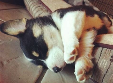 Tucker Is Tuckered Out Welsh Corgi Puppies Cute Dogs And Puppies I