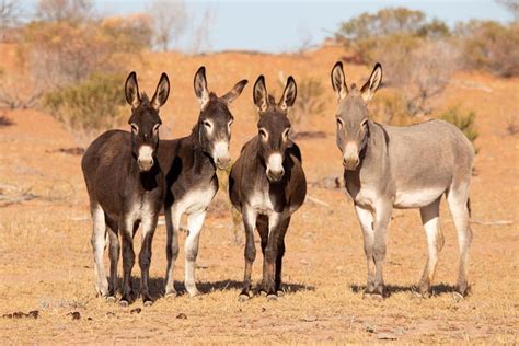 10 Incredible And Interesting Donkey Facts Characteristics Lifespan