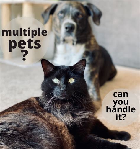 A Guide To Multi Pet Households Pros And Cons Pethelpful