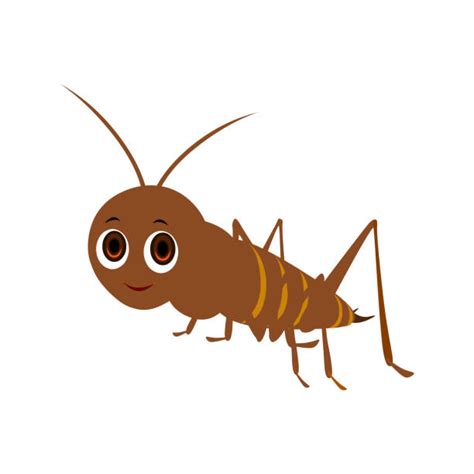 Cricket Bugs Pictures Illustrations Royalty Free Vector Graphics