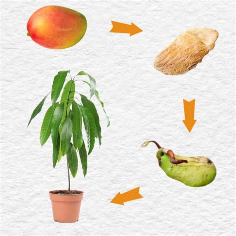 How To Plant Mango Seed In Soil How To Grow A Mango Tree From A Seed