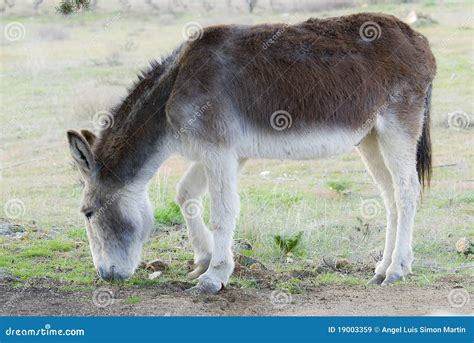 A Donkey Grazing Stock Image Image Of Animal Freedom 19003359