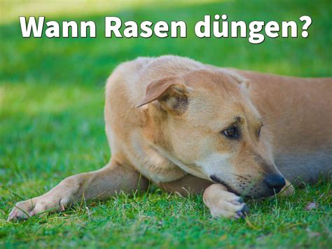 Das erste mal wird im frühjahr zwischen märz und april ein langzeitdünger. Wann Rasen düngen: Im Frühjahr oder Herbst? (Hund im Garten)