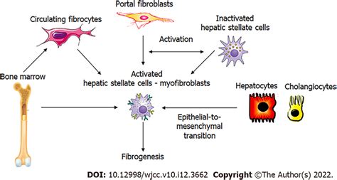 Pathophysiological Mechanisms Of Hepatic Stellate Cells Activation In