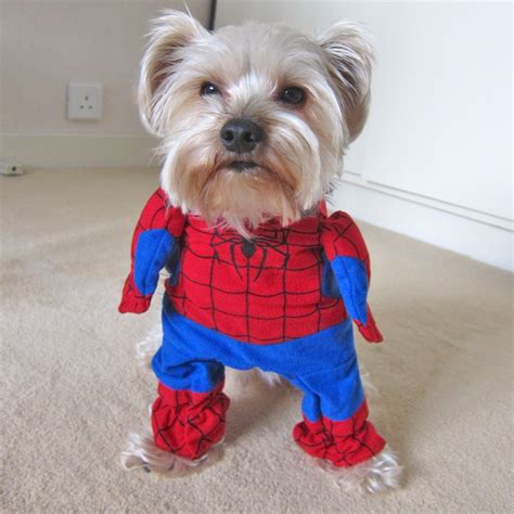 9 Funny Halloween Costumes For Dogs