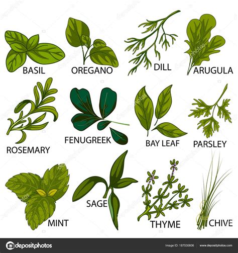 Pmages Fresh Herbs Different Variety Of Fresh Herbs Used In Cooking