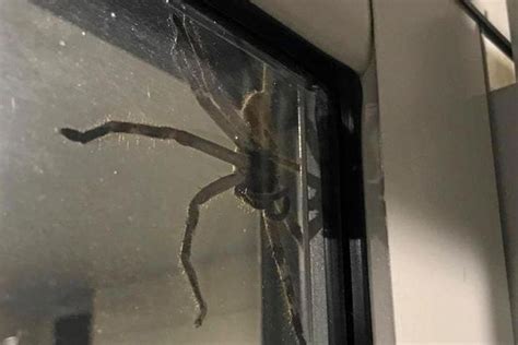 Giant Huntsman Spider Terrified Woman Finds Spider Lurking In Her Home London Evening