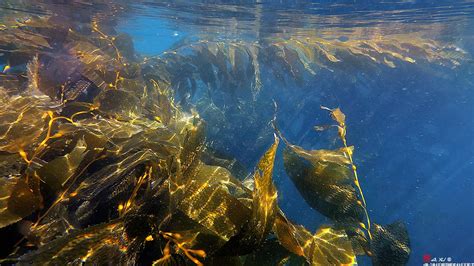 Catalina Island Giant Kelp Forest