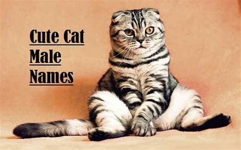 Cute Cat Male Names For Unique And Majestic Names