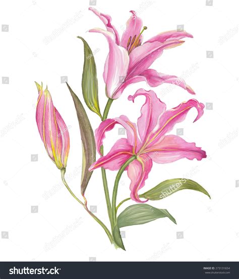 Watercolor Lily Flower Stock Photo 273131654 Shutterstock