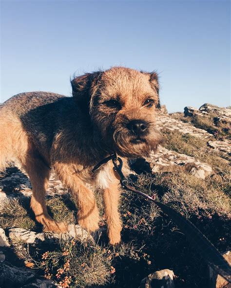 Border Terrier Breed Information Guide Quirks Pictures Personality