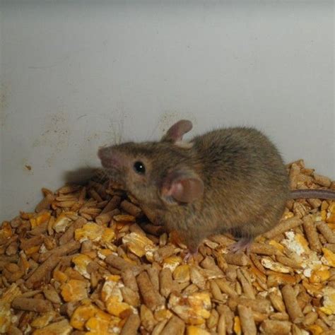 These small creatures cannot stand the strong smell of the peppermint oil. Natural Ways to Get Rid of Mice - Countryside | Getting ...