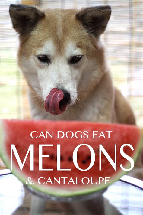 Oct 20, 2017 · also, there's a sour cream & onion flavor, which… look, i get that you can't always have a jar of french onion dip around, but if you're eating ruffles, maybe you should. Can Dogs Eat Cantaloupe And Melons - A Guide To Cantaloupe ...