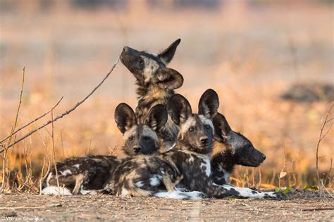 Painted Wolves Or African Wild Dog Pups At Tswalu Kalahari Reserve