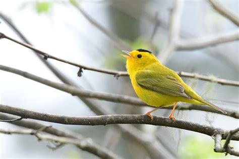 Complex Old Growth Forests May Protect Some Bird Species In A Warming