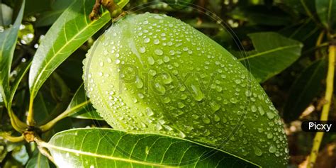 Image Of Green Unripe Mango With Water Drops Be229442 Picxy