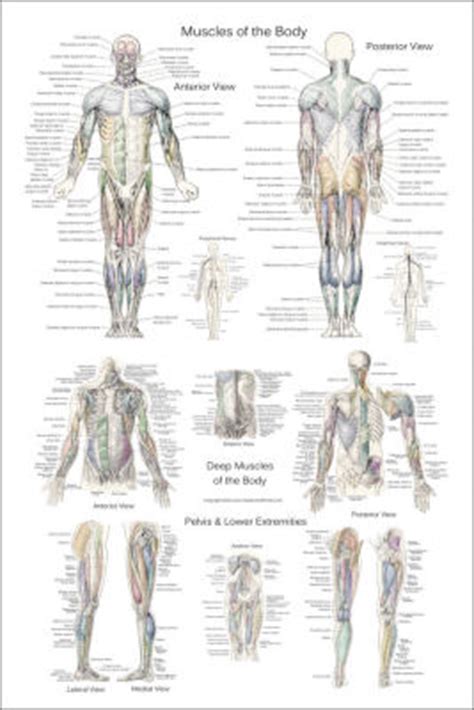 The longus colli is situated on the anterior surface of the vertebral column, between the atlas and the third thoracic vertebra. Anatomy Posters Spine Surface Anatomy
