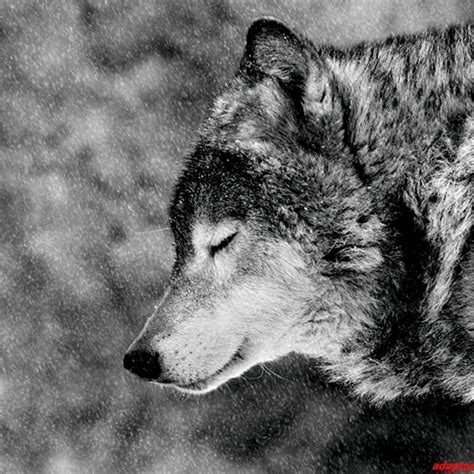 10 Most Popular Black And White Wolves Wallpaper Full Hd