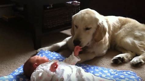 8 Month Old Golden Retriever Puppy Babysits Newborn Baby Sister