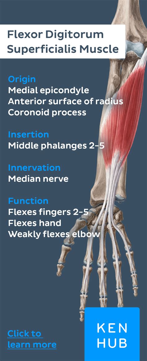Muscles allow us to move by pulling on bones. Superficial flexors of the forearm | Human anatomy and ...