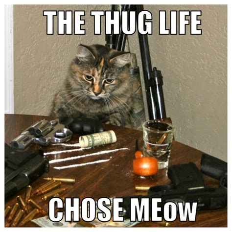 Trap Cat Cat Funny Guns Badass Meme Love Pinterest