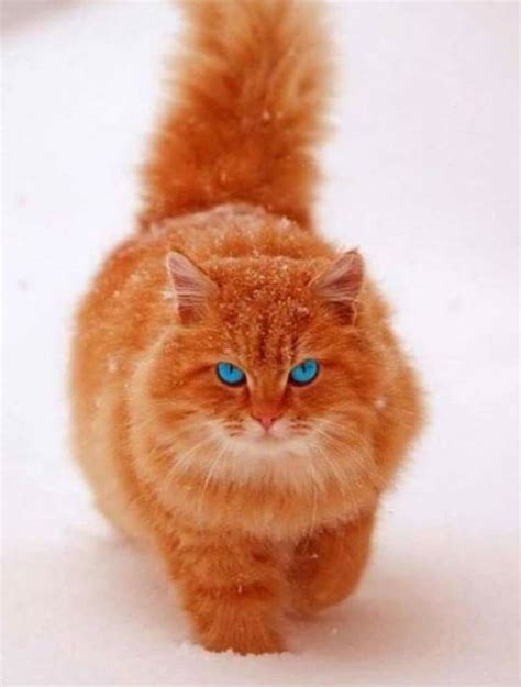 Orange Fluffy Tabby Long Hair Blue Eyes Pretty Cats Gorgeous Cats