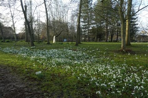Snowdrops And Sir Andrew Derbyshire DS Pugh Cc By Sa 2 0